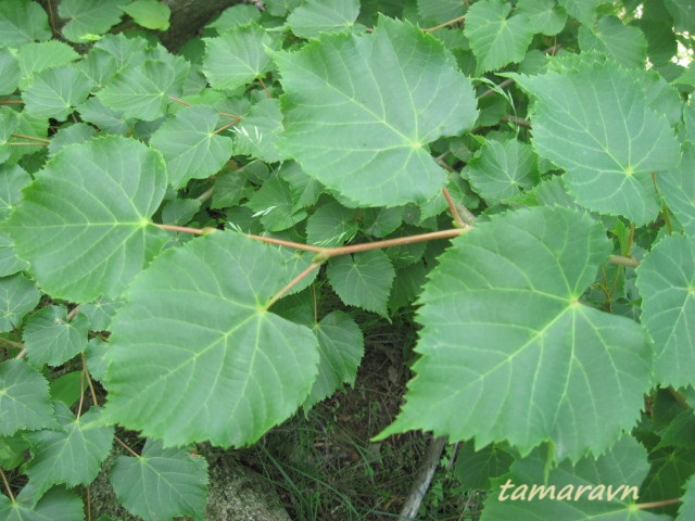 Липа амурская (Tilia amurensis)