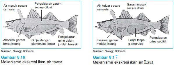 86 Ikan Air Tawar Hidup Di Laut Terbaik