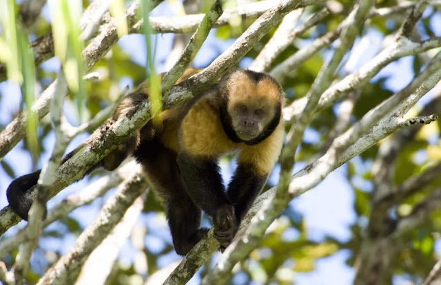 Macaco Aranha / Spider Monkey, Macaco aranha de testa branc…