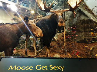 Wildlife display at the Visitor Center in Algonquin Provincial Park, Ontario, Canada