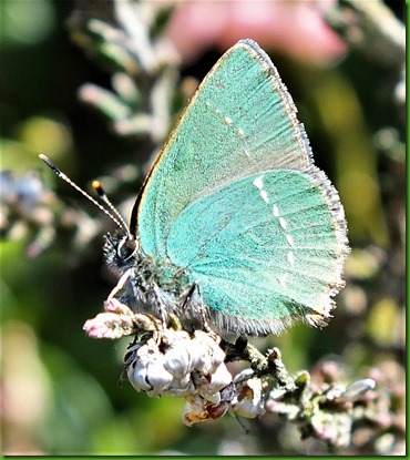 Green hairstreak May 2018