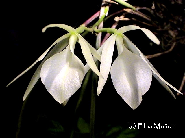 Brassavola Ovaliformis