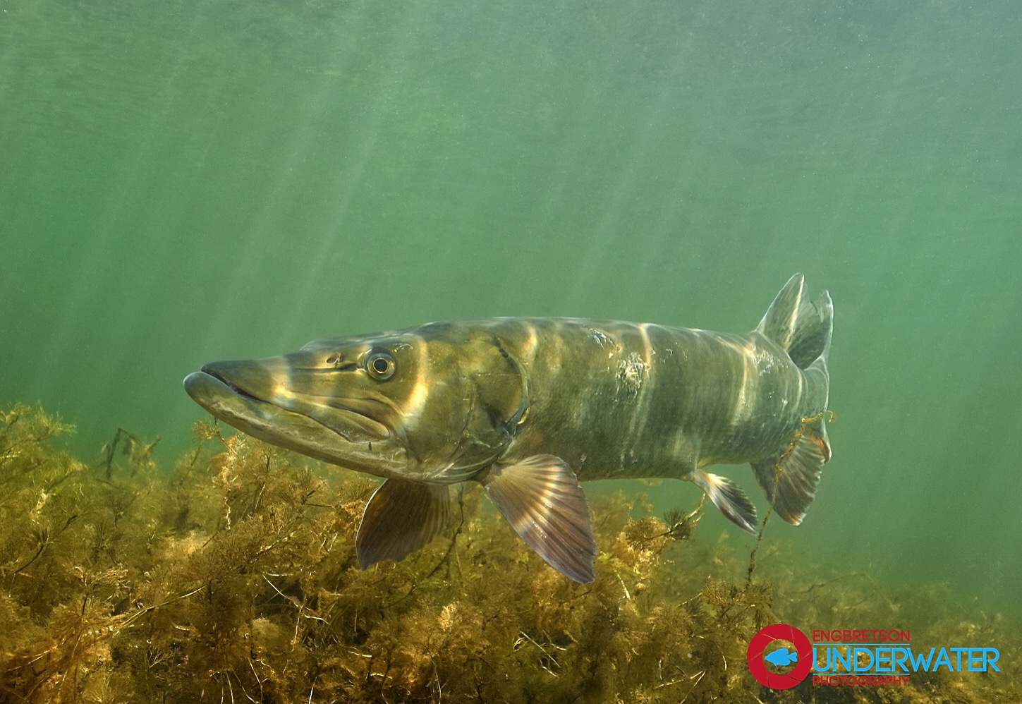 Engbretson Underwater Photography: Swimming With Muskies