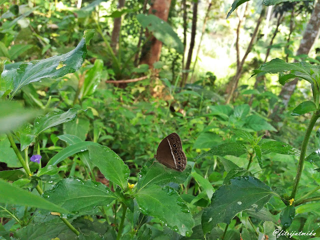 Mycalesis+perseoides+Burmese+Bushbrown