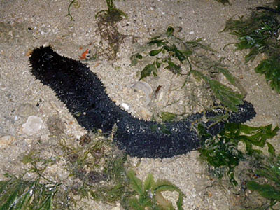 Black Sea Cucumber (Holothuria leucospilota)