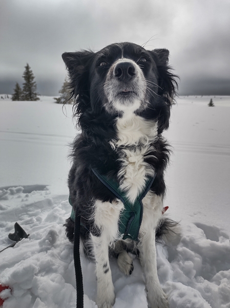 skitur storefjell stolpejakt border collie