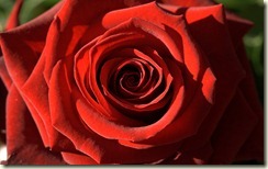 passion-red-rose-dsc03094