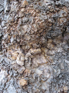 Tree bark