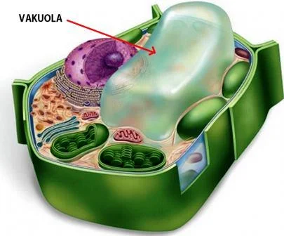 Vakuola (Rongga Sel)