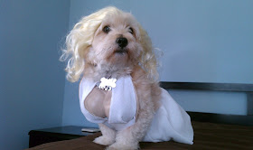 cute dog wear Mailyn Monroe costume, funny dog, dog photos