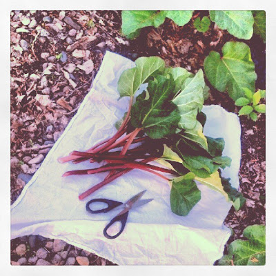 Rhubarb Harvest