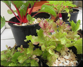 salade en graines et petite blette chérie en arrière-plan