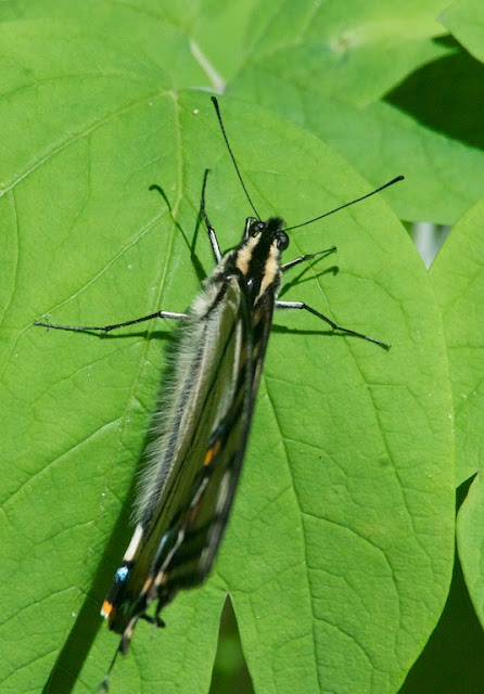 Eastern or Canadian Tiger Swallowtail (Papilio glaucus or canadensis)