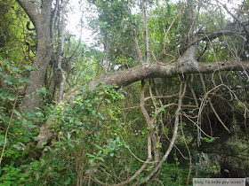 Parque Nacional de Tsitsikamma