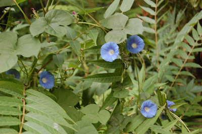 Blue flowers.