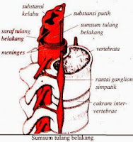  Sistem saraf merupakan salah satu sistem koordinasi yang bertugas menyampaikan rangsangan Sistem Saraf pada Manusia