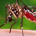 Veio o Chikunguya e, depois, o Zika Vírus, a nova ameaça trazida pelo Aedes para o brasileiro é o Mayaro. Saiba o que é.