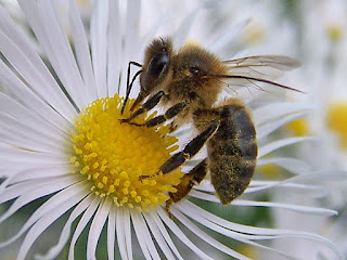 mutualismo entre insetos e plantas