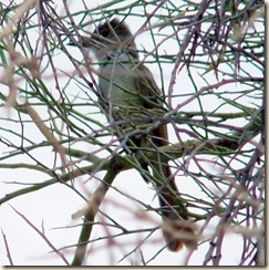 Possible brown-crested flycatcher 6-24-2010 8-55-32 AM 786x788