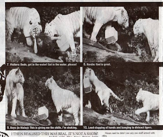 Singapore  Incident Pictures on Ourbloglah  A Malaysian Zoo Keeper Attacked By Tigers In Singapore Zoo