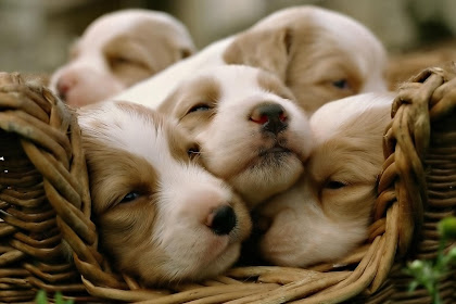 kinds of cute puppies Cute puppies!