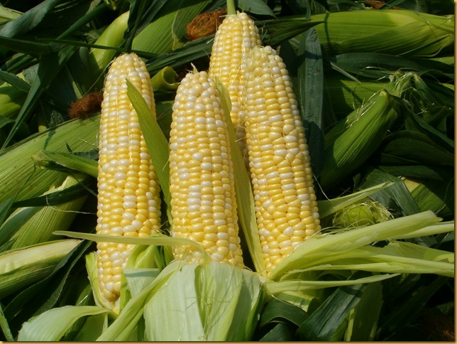 Sweet Corn