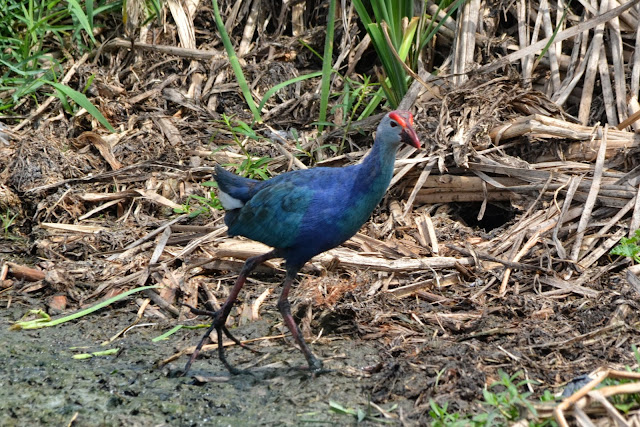 Purple Swamphen (Porphyrio porphyria) ,Pallikaranai Marshland ,Chennai, India