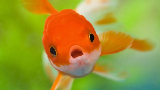 Goldfish