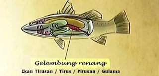 gelembung renang ikan