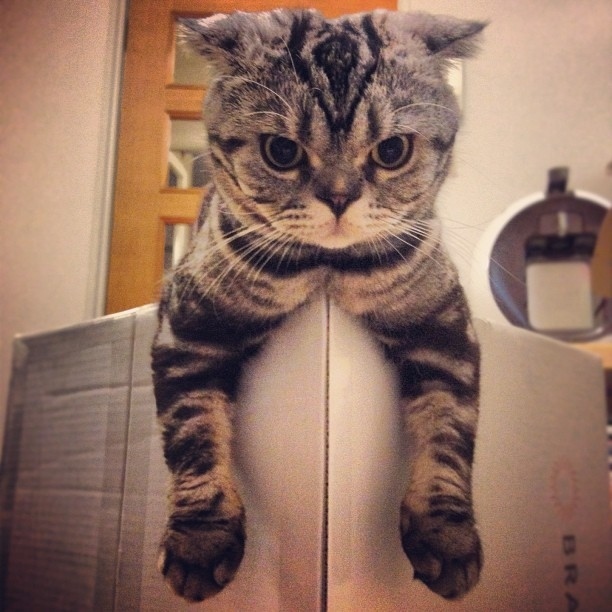 Shishi-Maru is a Scottish Fold cat from Instagram, cute cat pictures, famous Instagram cat