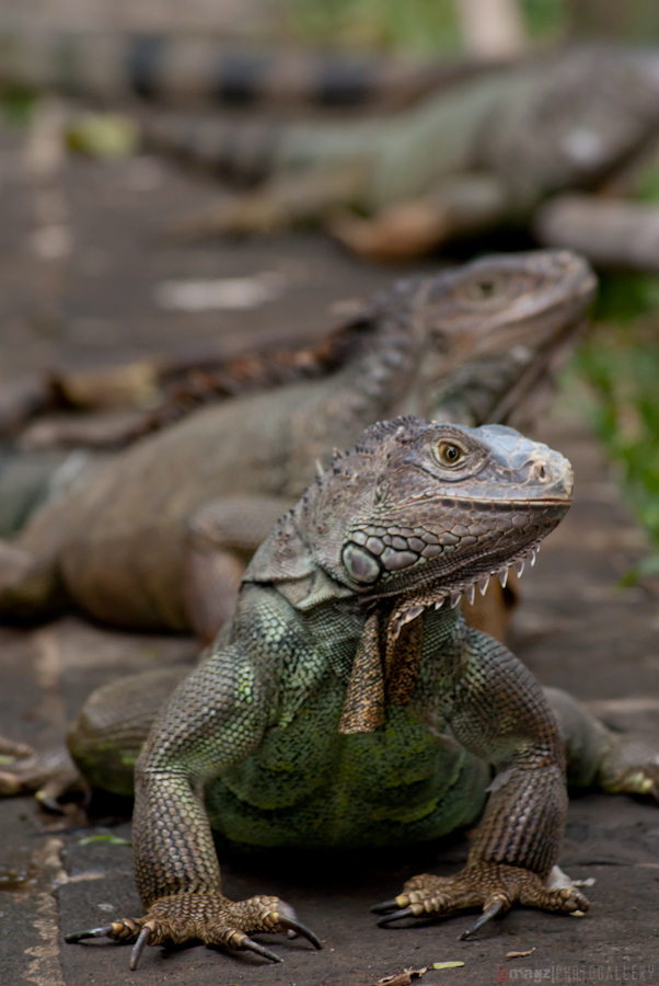 Dmagz Photogallery Iguana Reptile Park Bali