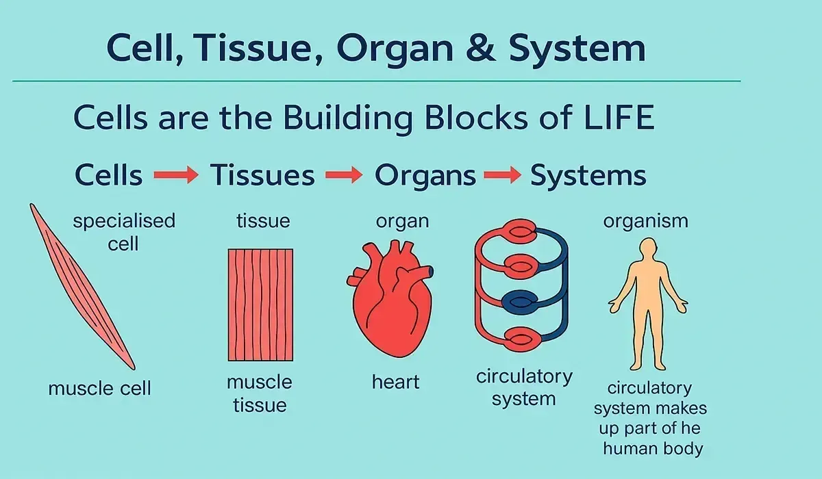 cell-tissue-organ-and-human-body-system