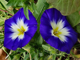 Morning Glory flower