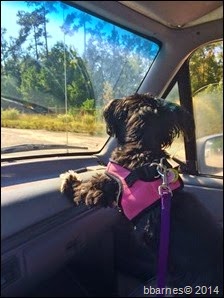 Maggie on patrol 10112014