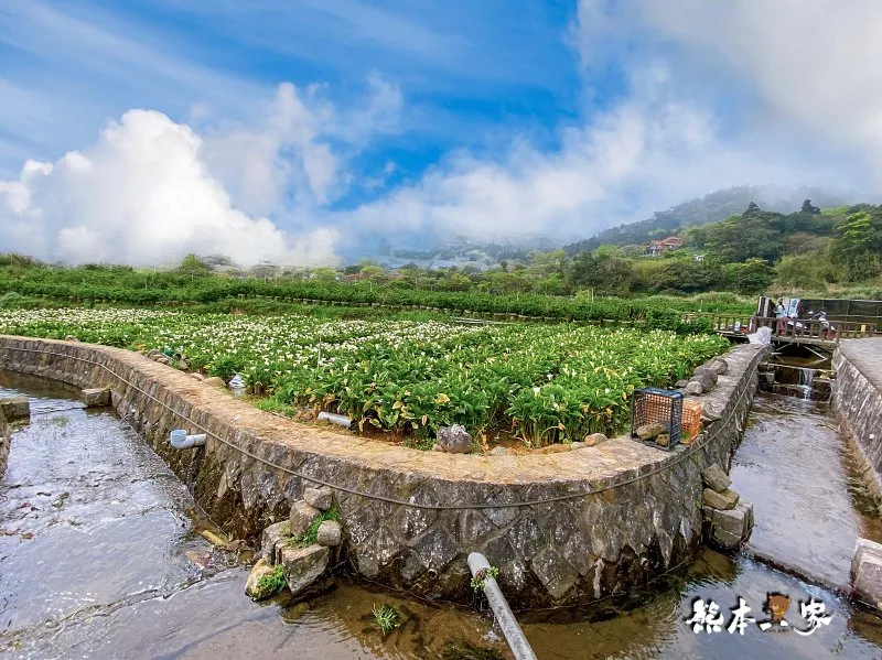 海芋大道｜海芋賞花步道