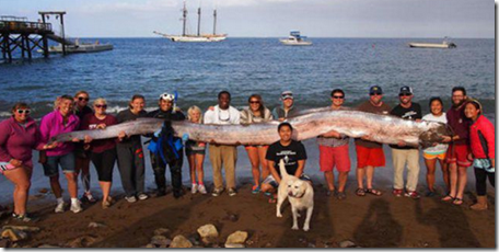 oarfish Ikan Mirip Naga Yang Hampir Punah