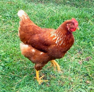 chicken breeds chart