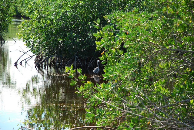 Everglades National Park's Ten Thousand Islands