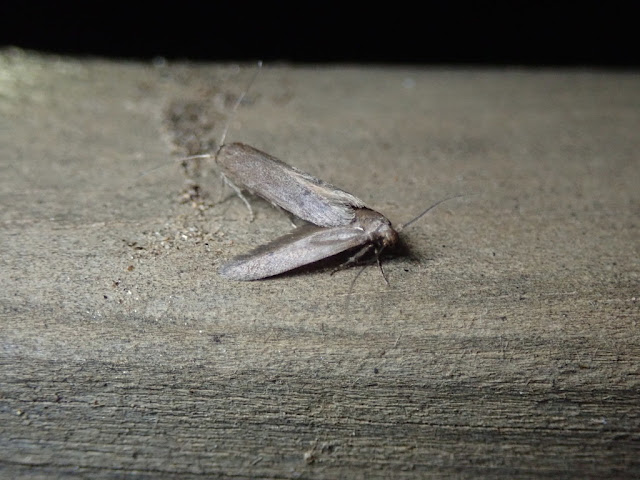 Pigritia sp Pigritia sp