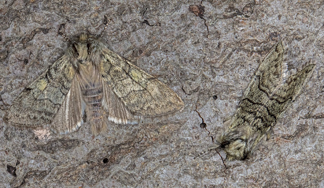 Yellow Horned, Achlya flavicornis.  Sevenoaks Wildlife Reserve, 24 March 2018.