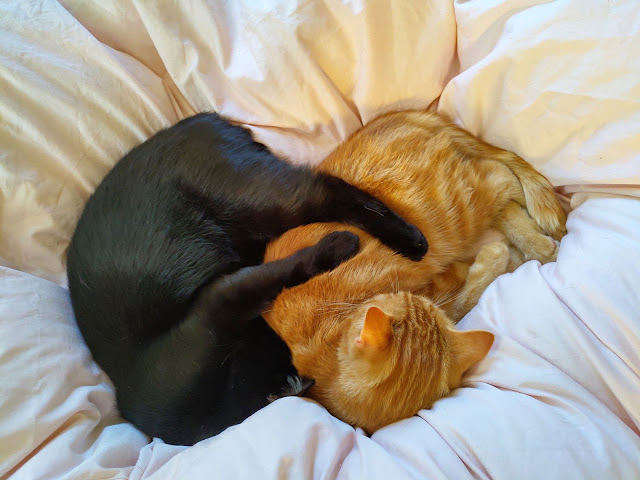 The Writer's Pet: Two cats cuddle together on the bed, the pets of writer Roz Watkins