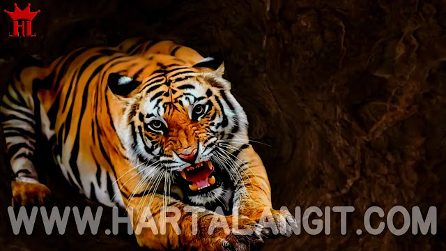 gambar harimau / macan