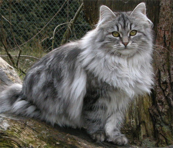 Chat siberien caractere