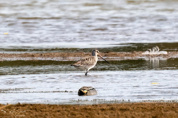 Bar-tailed godwit