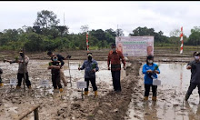 Bupati Sekadau Tanam Padi Perdana di Lahan Poktan Glotado Setawar