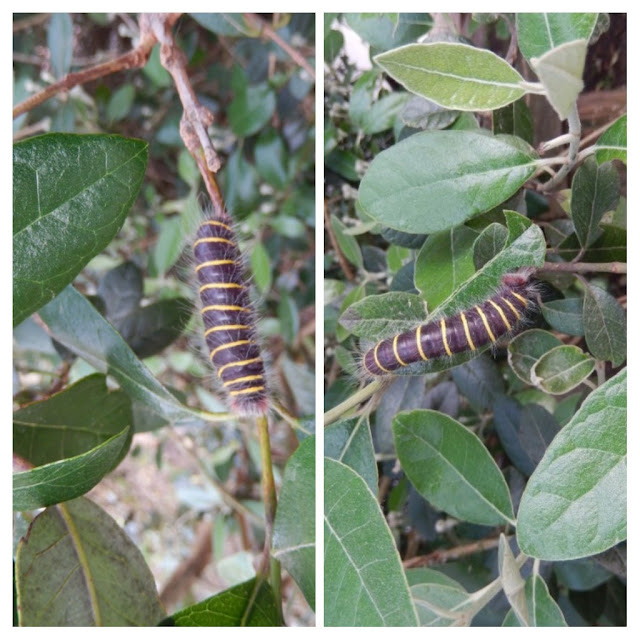 Larva alimentándose de hoja de Guayabo del país - Chacra Educativa Santa Lucía