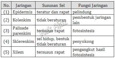 Jaringan tumbuhan, struktur sel penyusun, dan fungsinya, tabel soal IIPA SMP UN 2019