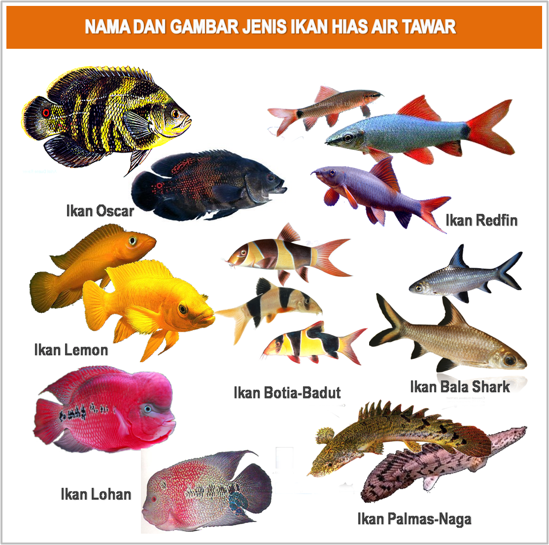 GAMBARFOTOJENIS MACAM NAMA IKAN HIAS AIR TAWAR Freewaremini