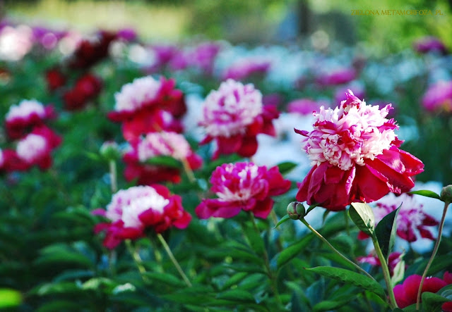 odmiany piwonii, peony Max, zielona metamorfoza, pogrody wiejskie, projektowanie ogrodów