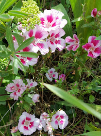 Are you looking for easy summer seeds to plant in the spring?  These Godetia seeds are so simple and easy to sew - no effort needed!  They grow into a riot of beautiful flowers - click to find out more!